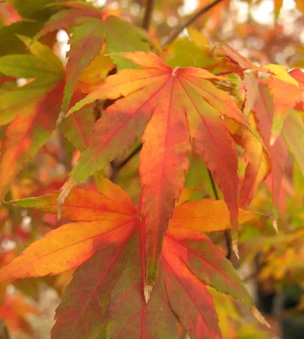 What Makes Foliage Color Change Throughout The Year